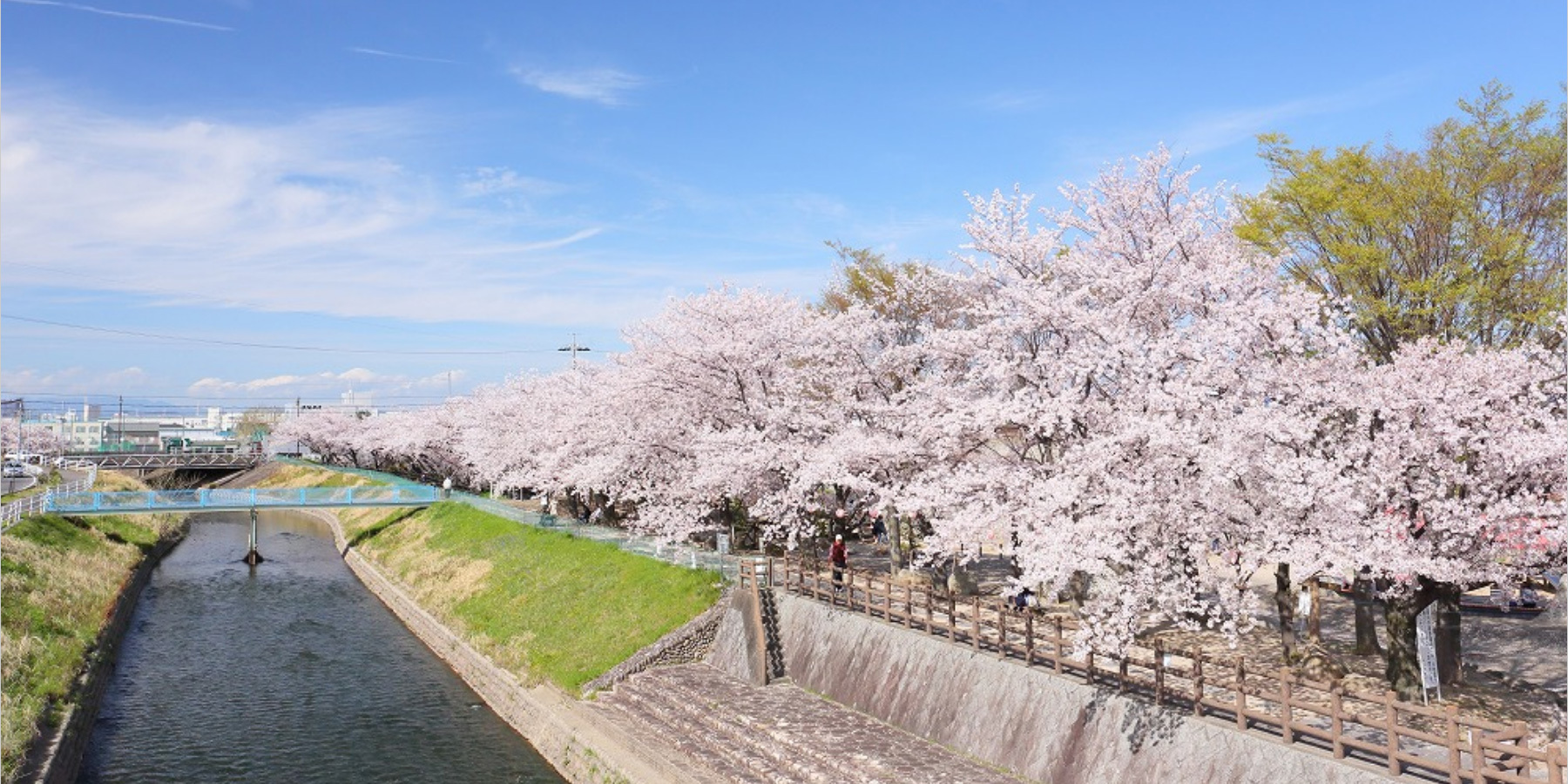 写真：桜の時期の五条川堤防