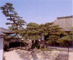 写真：クロマツ