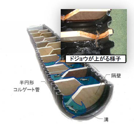 イラスト：ドジョウが上がる様子