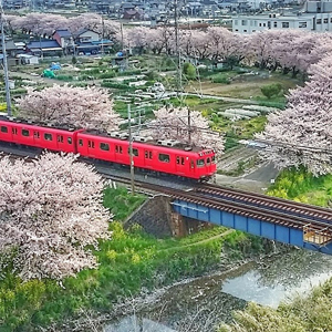写真：桜の五条川