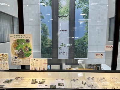 写真：どんぐりの展示01