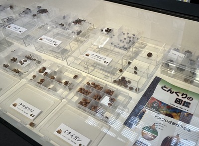 写真：どんぐりの展示02