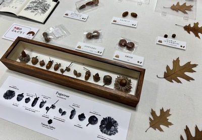 写真：どんぐりの展示03